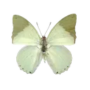 3_butterfly