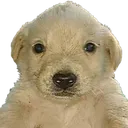 jotchua