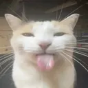 bleh