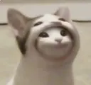 2337popcatinsidethepopcat