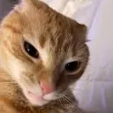 ThyGoofyGato