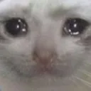 sadcat