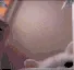 catPunch catPunch