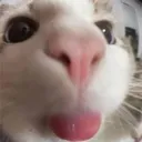 silliest_cat