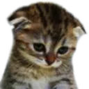 catsad