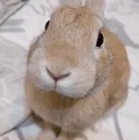 slungus