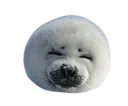 seal