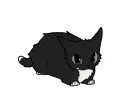 kittydance