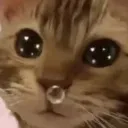 meowcute
