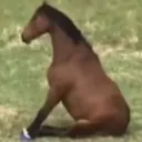 vacalo