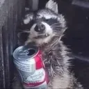 racoon