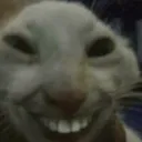 evilcat