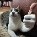 carthumbsup