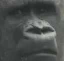 guhhh