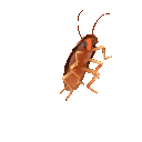 roachdance