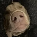 zSleepyMoose
