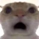 cat_shocked