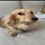dog2