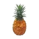 pina pina