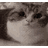 catcatmeme