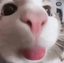 cattongue