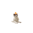 catcatonfire