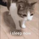 catnowisleep