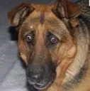 Worried_Dog