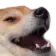 haf