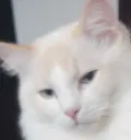 CatBruhStare
