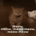 meow meow