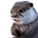 ottersurprised