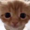 51653cutecat