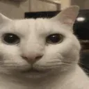 Catdespair