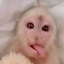 monke