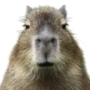 blankfacecapy
