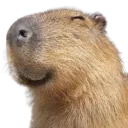 happycapy