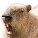 angrycapy