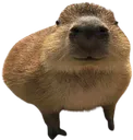 babycapy