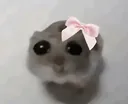hampterbutribbon hampterbutribbon