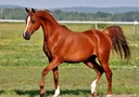beatenhorse