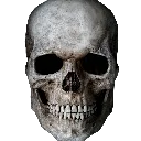 skull