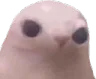 Bingus