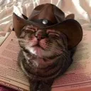 Cowboy_cat
