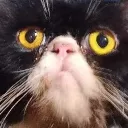 cat_lol