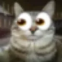 catstare