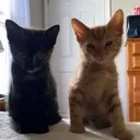 gang