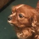 freakdog