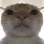 gato