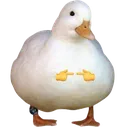 patopls